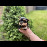 Yorkshire Terrier - Both