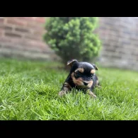 Yorkshire Terrier - Both
