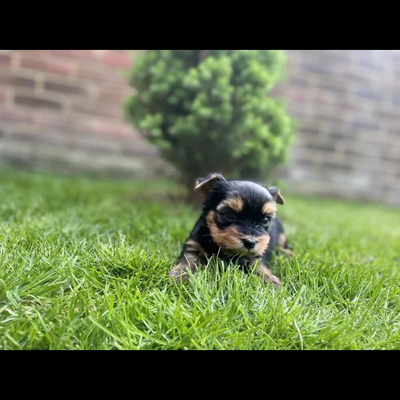Yorkshire Terrier - Both