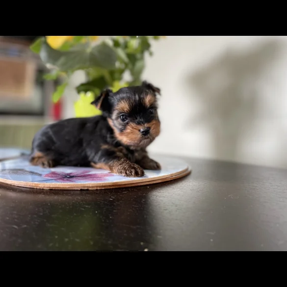 Yorkshire Terrier - Both