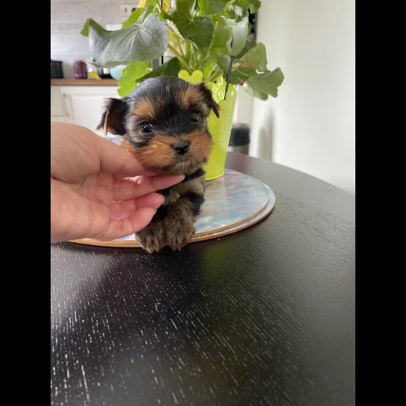 Yorkshire Terrier - Both