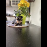 Yorkshire Terrier - Both
