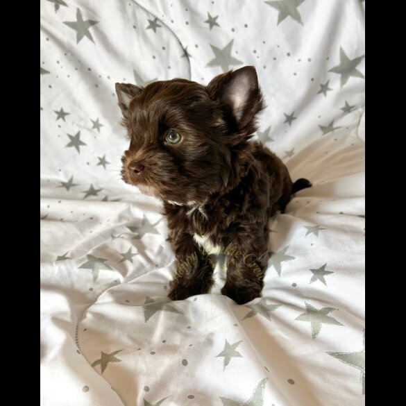 Yorkshire Terrier - Both