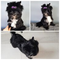 Yorkshire Terrier - Both