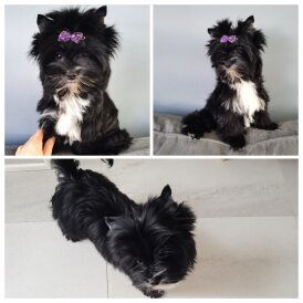 Yorkshire Terrier - Both