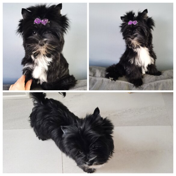 Yorkshire Terrier - Both