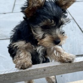 Yorkshire Terrier - Bitches