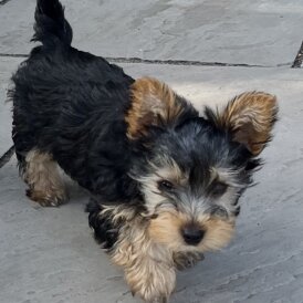 Yorkshire Terrier - Bitches