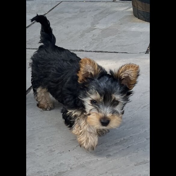 Yorkshire Terrier - Bitches