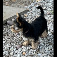 Yorkshire Terrier - Bitches