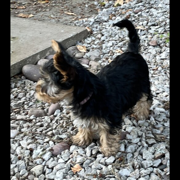 Yorkshire Terrier - Bitches