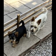Yorkshire Terrier - Bitches