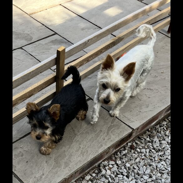 Yorkshire Terrier - Bitches