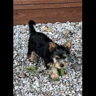 Yorkshire Terrier - Bitches