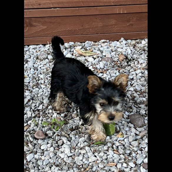 Yorkshire Terrier - Bitches