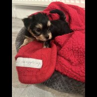Yorkshire Terrier - Bitches