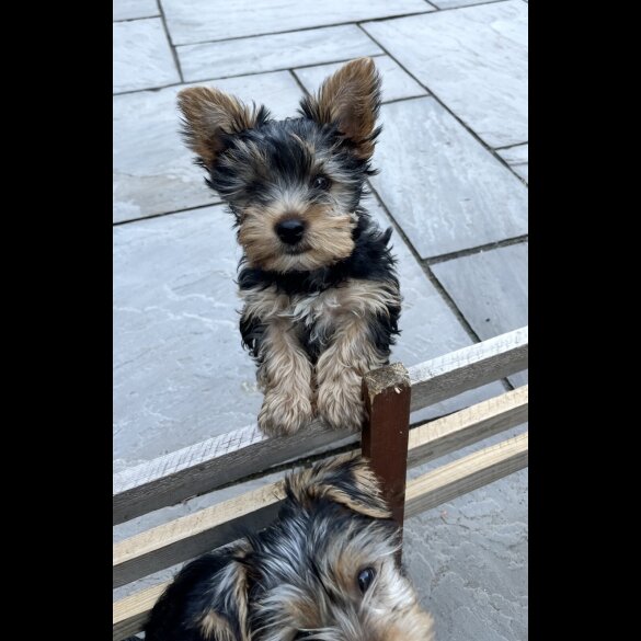 Yorkshire Terrier - Bitches