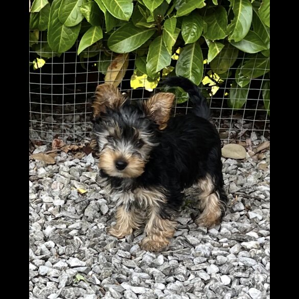 Yorkshire Terrier - Bitches