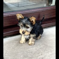 Yorkshire Terrier - Bitches