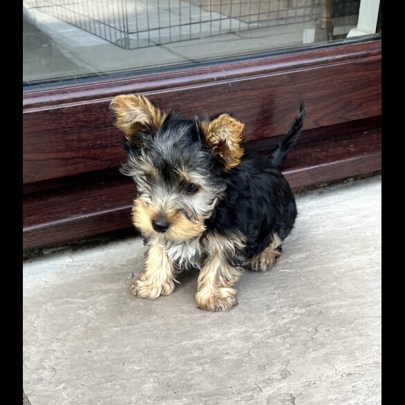 Yorkshire Terrier - Bitches