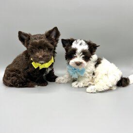 Yorkshire Terrier - Both
