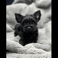 Yorkshire Terrier - Both