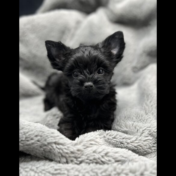 Yorkshire Terrier - Both