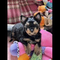 Yorkshire Terrier - Both