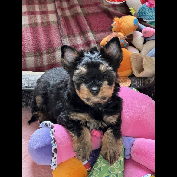Yorkshire Terrier - Both
