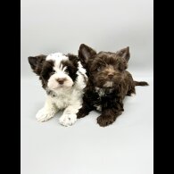Yorkshire Terrier - Both