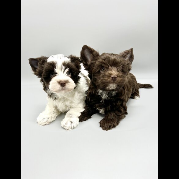 Yorkshire Terrier - Both