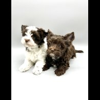 Yorkshire Terrier - Both
