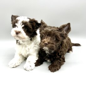 Yorkshire Terrier - Both