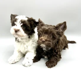 Yorkshire Terrier - Both