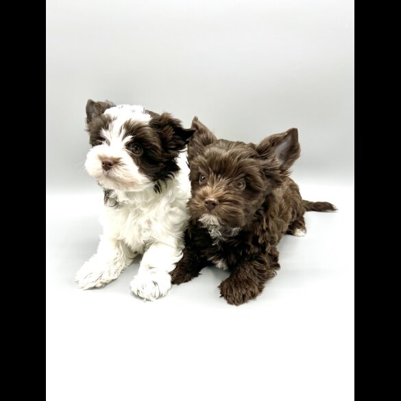 Yorkshire Terrier - Both