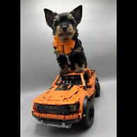 Yorkshire Terrier - Both