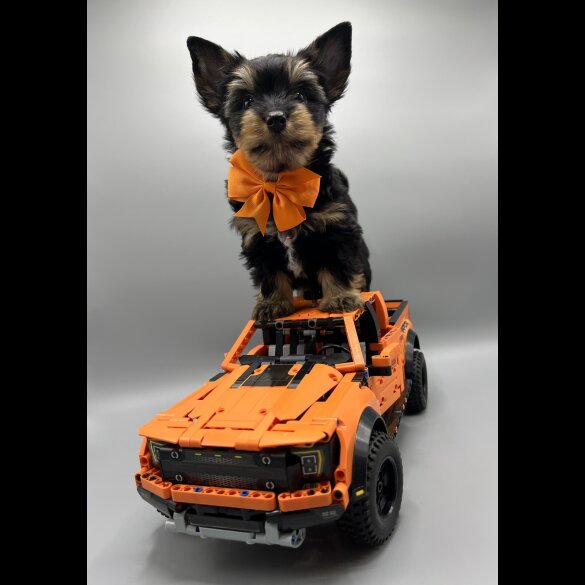 Yorkshire Terrier - Both