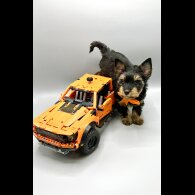 Yorkshire Terrier - Both
