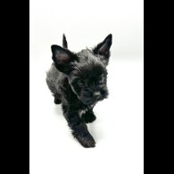Yorkshire Terrier - Both