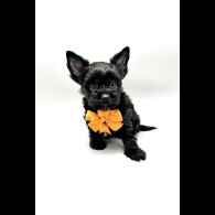 Yorkshire Terrier - Both
