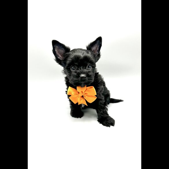 Yorkshire Terrier - Both