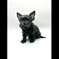 Yorkshire Terrier - Both