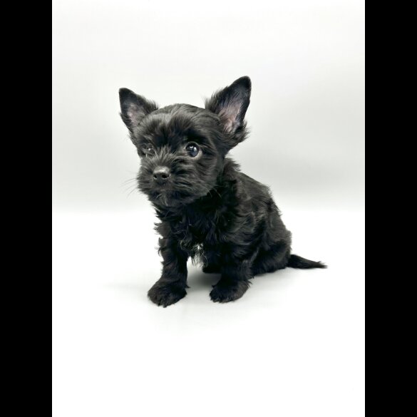 Yorkshire Terrier - Both