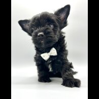 Yorkshire Terrier - Both