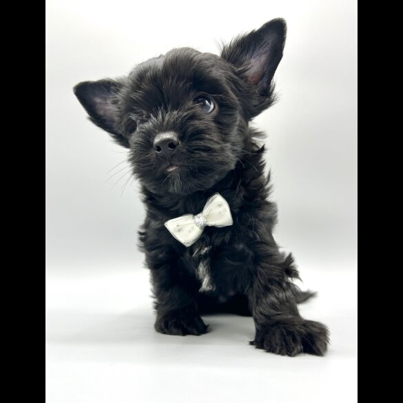Yorkshire Terrier - Both