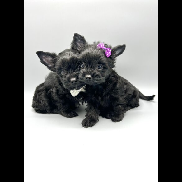 Yorkshire Terrier - Both
