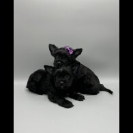 Yorkshire Terrier - Both