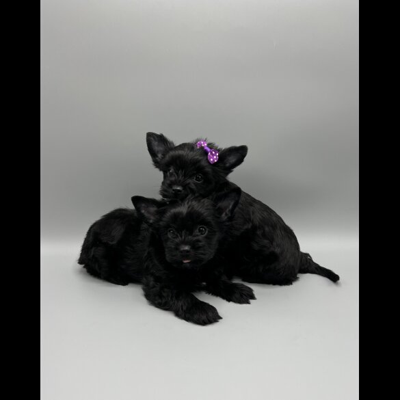 Yorkshire Terrier - Both
