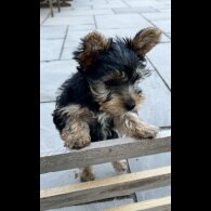 Yorkshire Terrier - Bitches