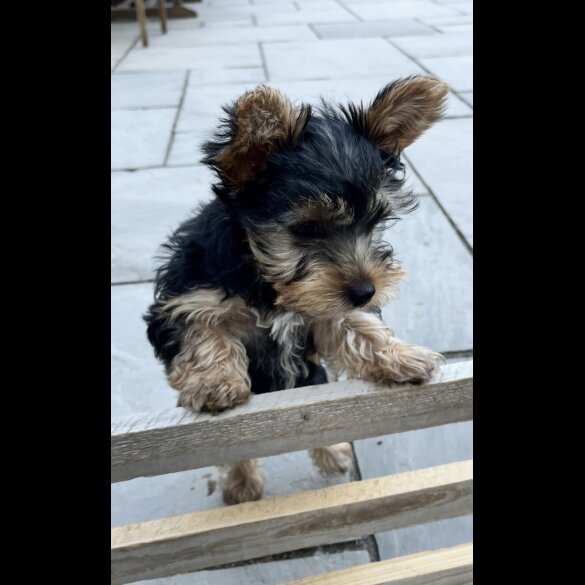 Yorkshire Terrier - Bitches